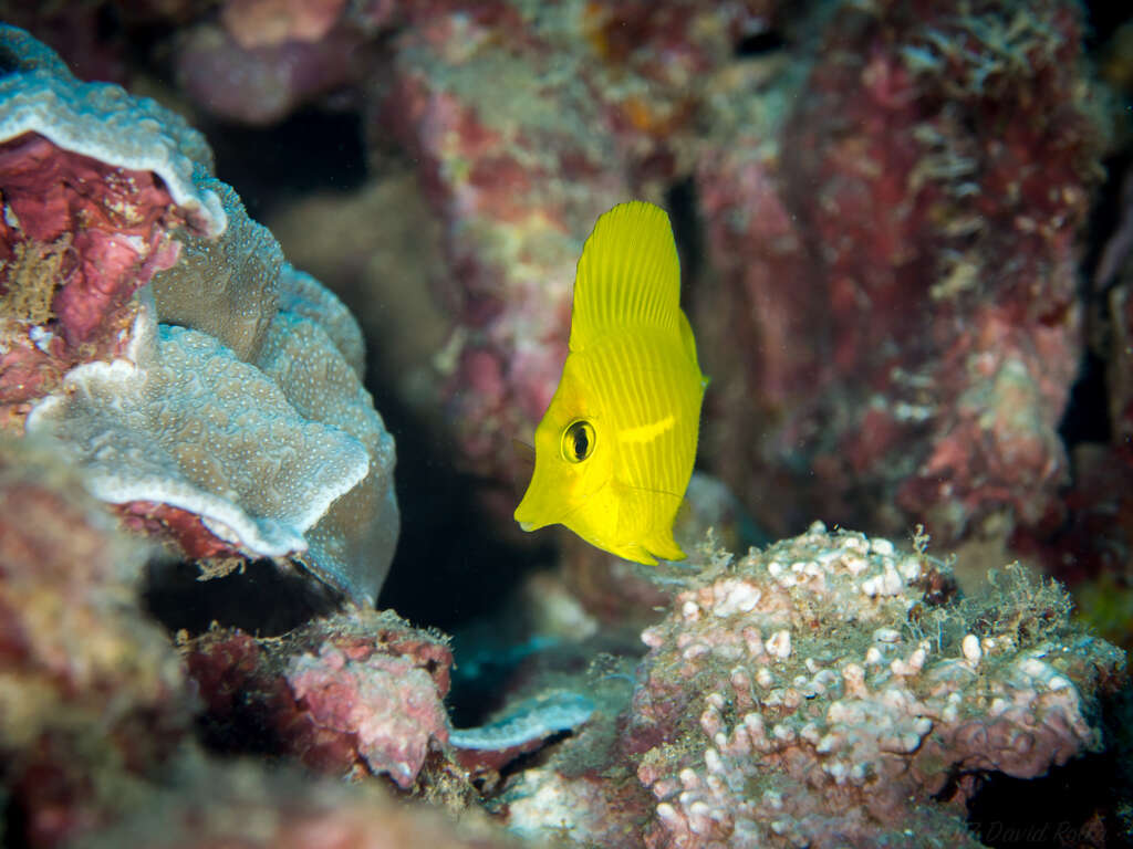 Image of Lemon Sailfin