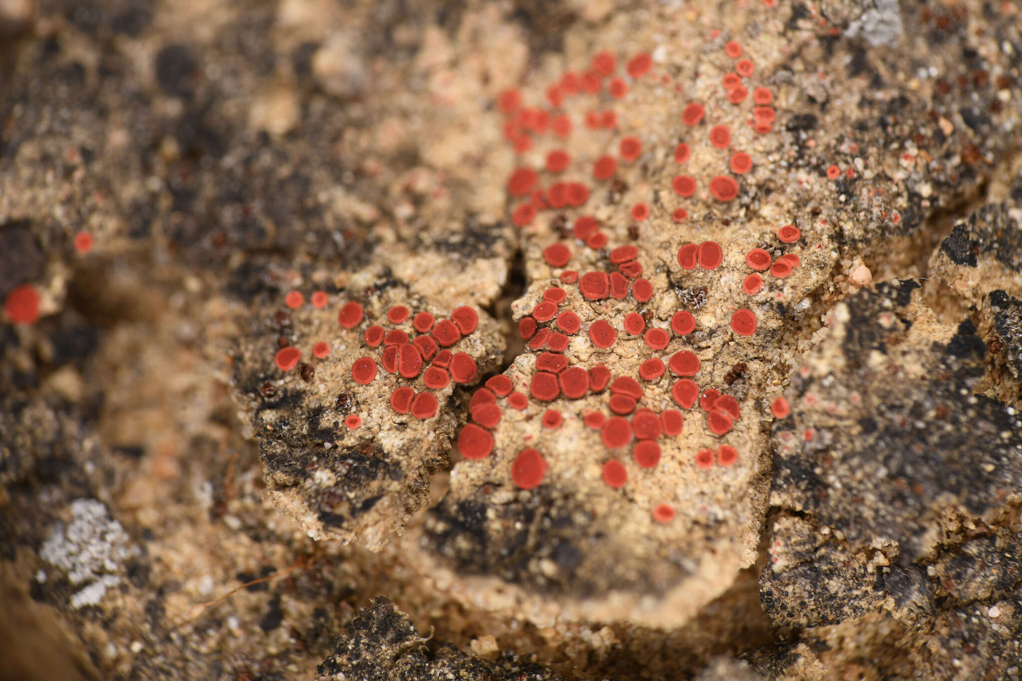 Image of Polycauliona luteominia var. bolanderi