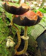 Image of Leratiomyces squamosus var. thraustus (Kalchbr.) Bridge & Spooner