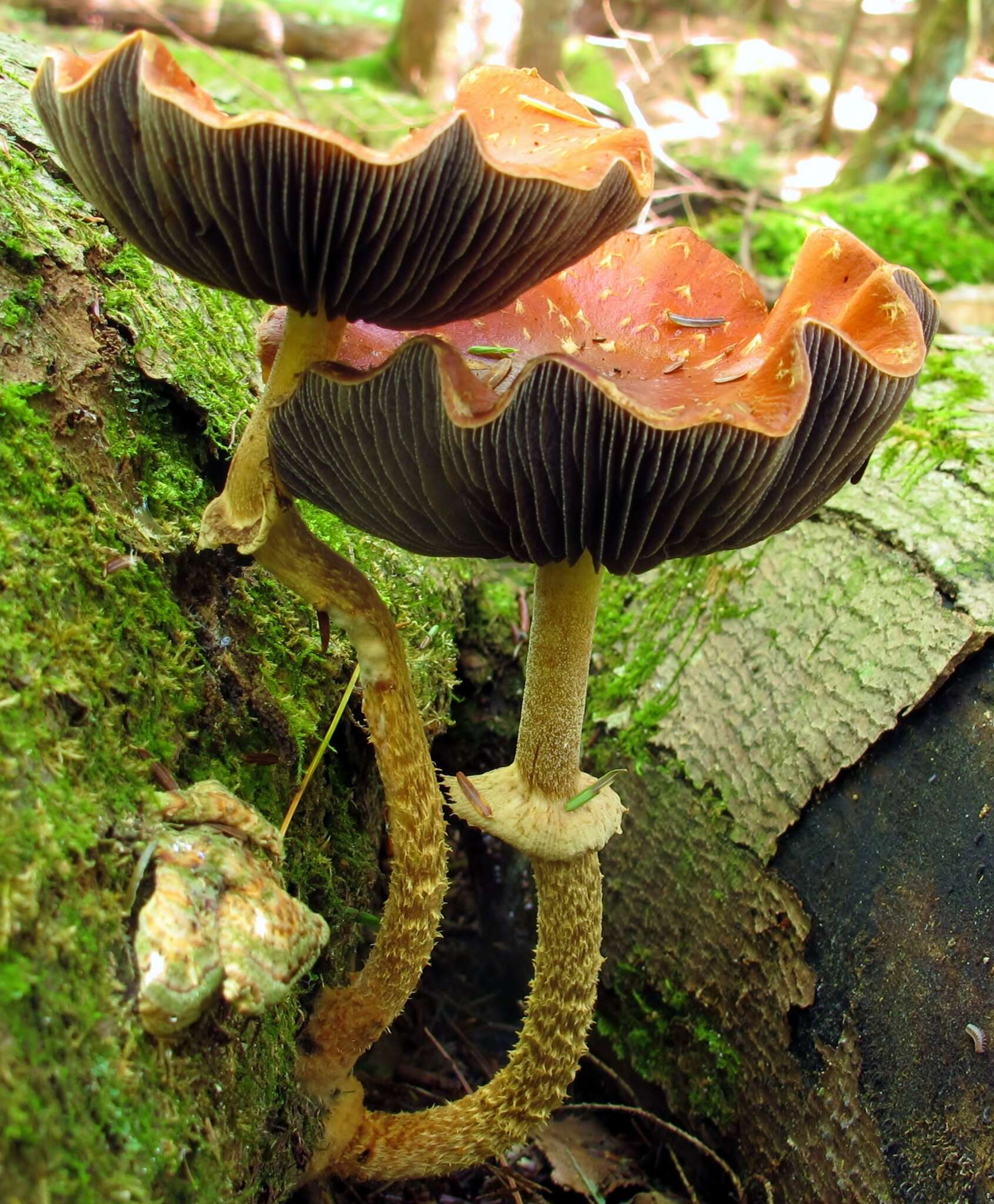 Image of Leratiomyces squamosus var. thraustus (Kalchbr.) Bridge & Spooner