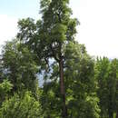 Image of Himalayan elm