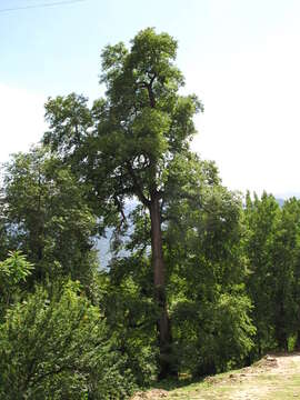 Слика од Ulmus wallichiana Planch.