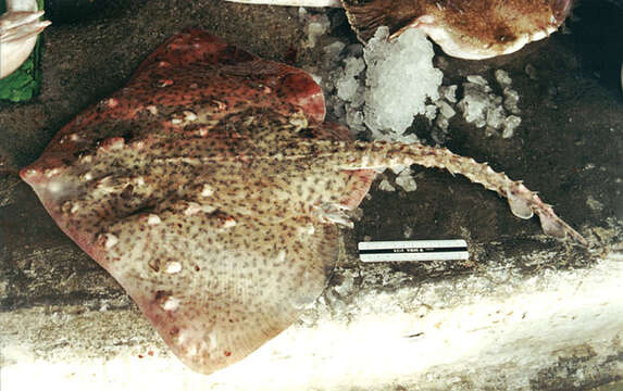 Image of Thornback skate