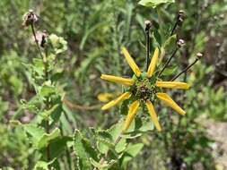 Image of Texas greeneyes