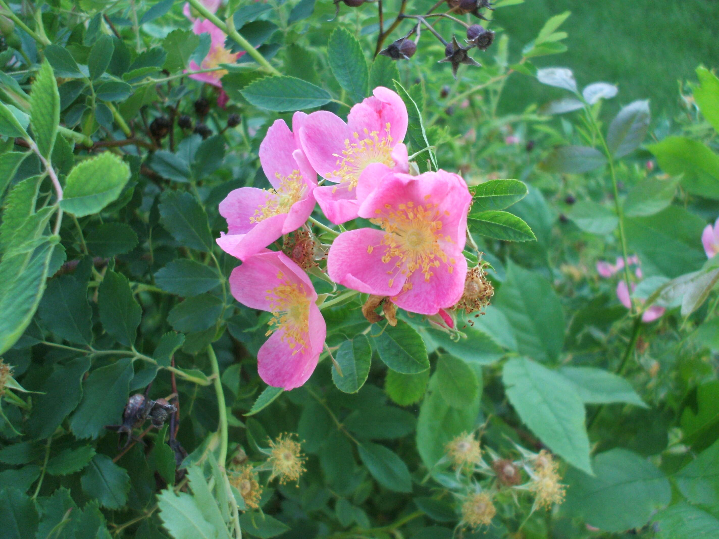 Image of prairie rose