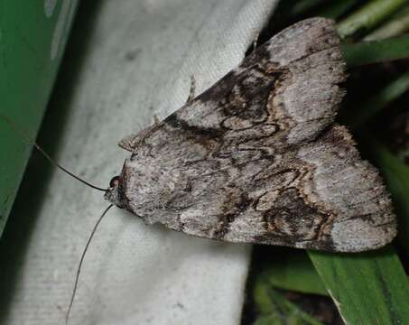 Image of Three-staffed Underwing