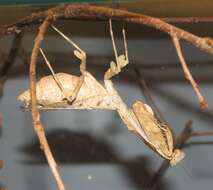 Image of Malaysian dead leaf mantis