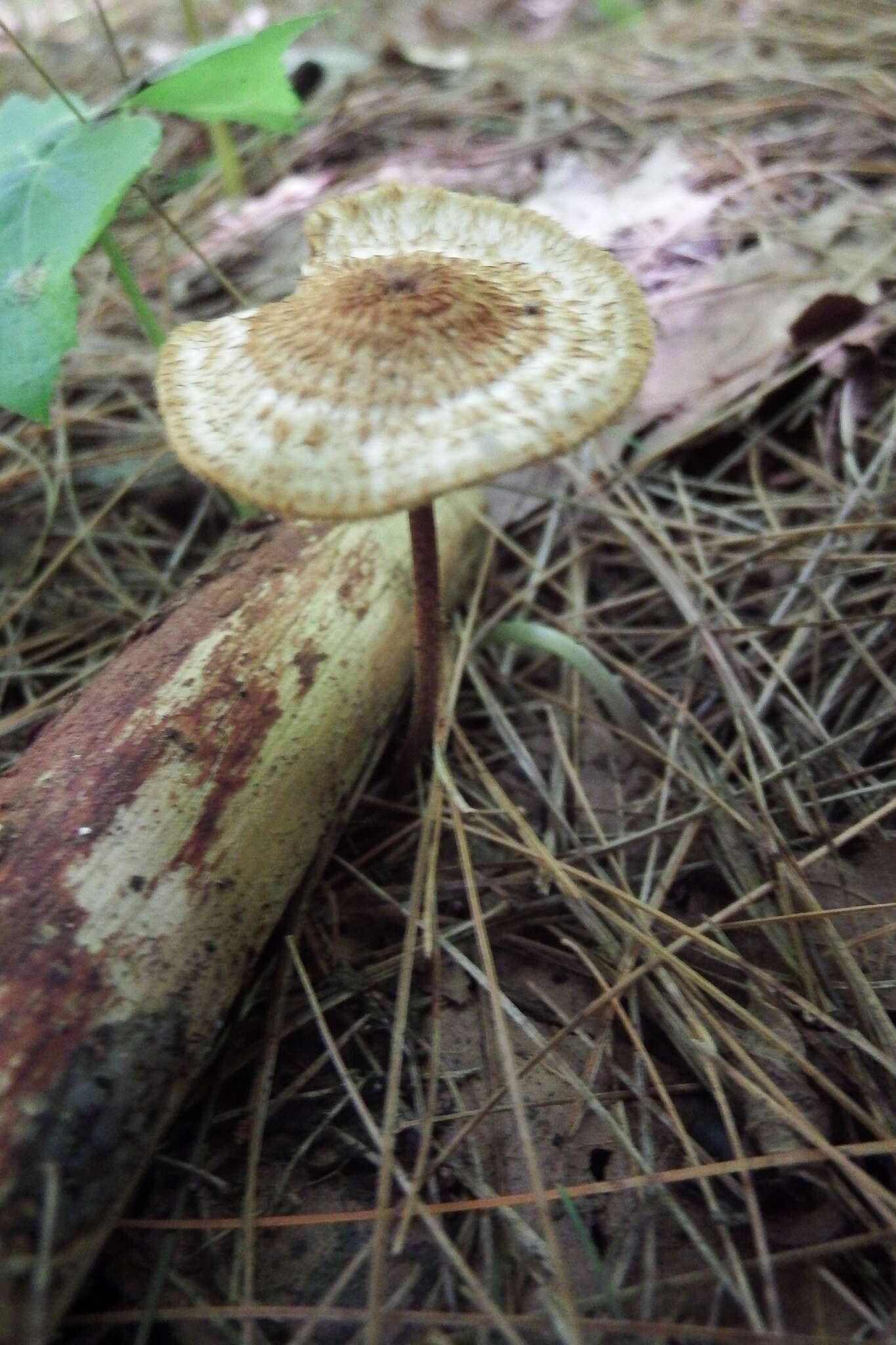 Collybia zonata (Peck) Sacc. 1887 resmi