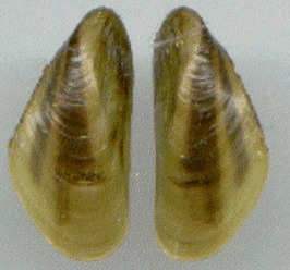 Image of Golden mussel