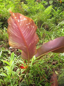 Image of Dwarf Jamaican Heliconia