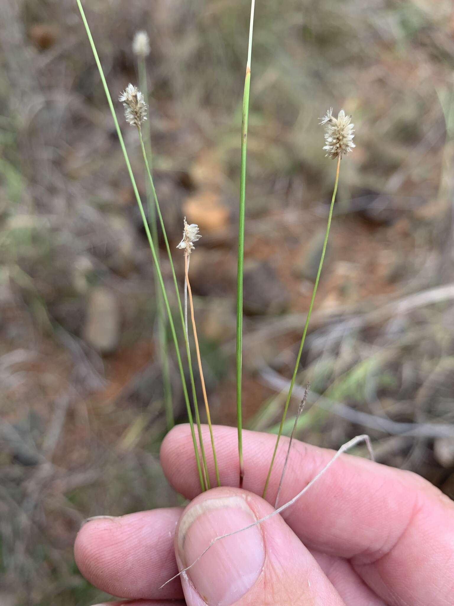 Image of Enneapogon lindleyanus (Domin) C. E. Hubb.