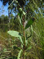 Image of Hakea florulenta Meissner