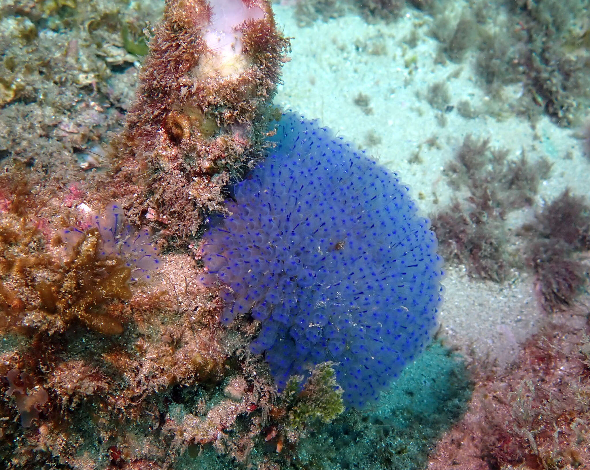 Image of Clavelina australis (Herdman 1899)