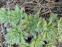 Image of Aeonium simsii (Sweet) W. T. Stearn