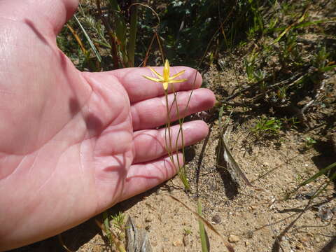 Image of Pauridia serrata (Thunb.) Snijman & Kocyan