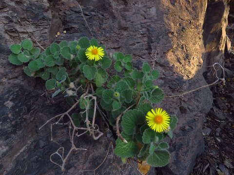 Perityle cordifolia (Rydb.) S. F. Blake resmi