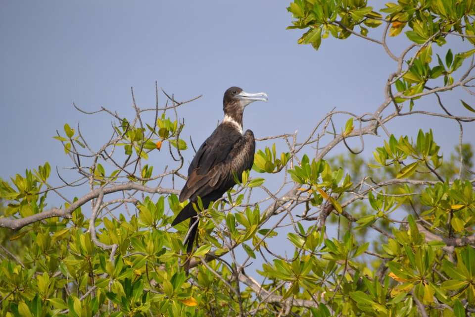 Image of frigatebirds