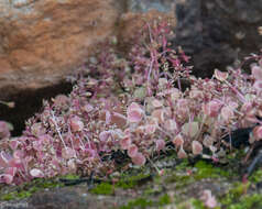 Image of Crassula dentata Thunb.