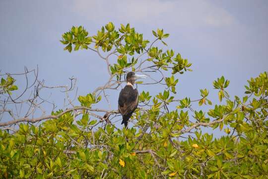 Image of frigatebirds