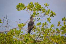 Image of frigatebirds