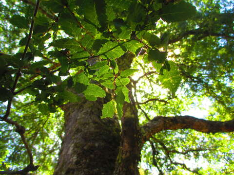 Image de Nothofagus obliqua (Mirb.) Oerst.