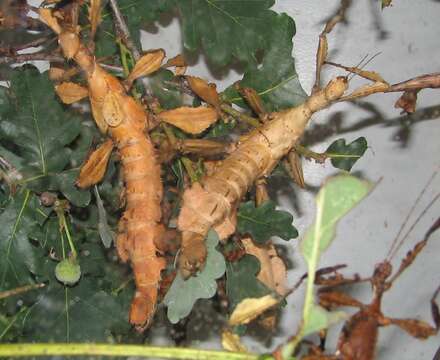 Image of giant stick insect