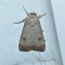 Image of Green Cutworm Moth