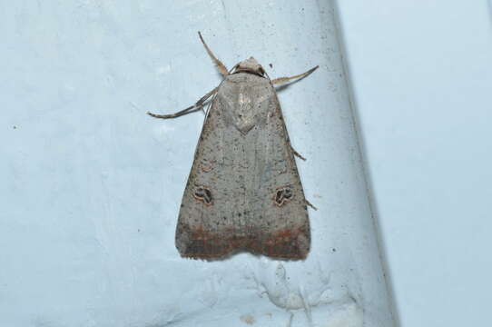 Image of Green Cutworm Moth