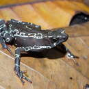 Atelopus hoogmoedi Lescure 1974 resmi