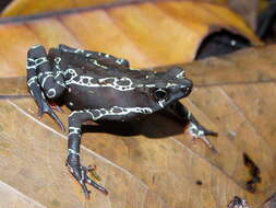 Image of Atelopus hoogmoedi Lescure 1974