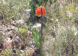 Image of Cyrtanthus obliquus (L. fil.) Aiton