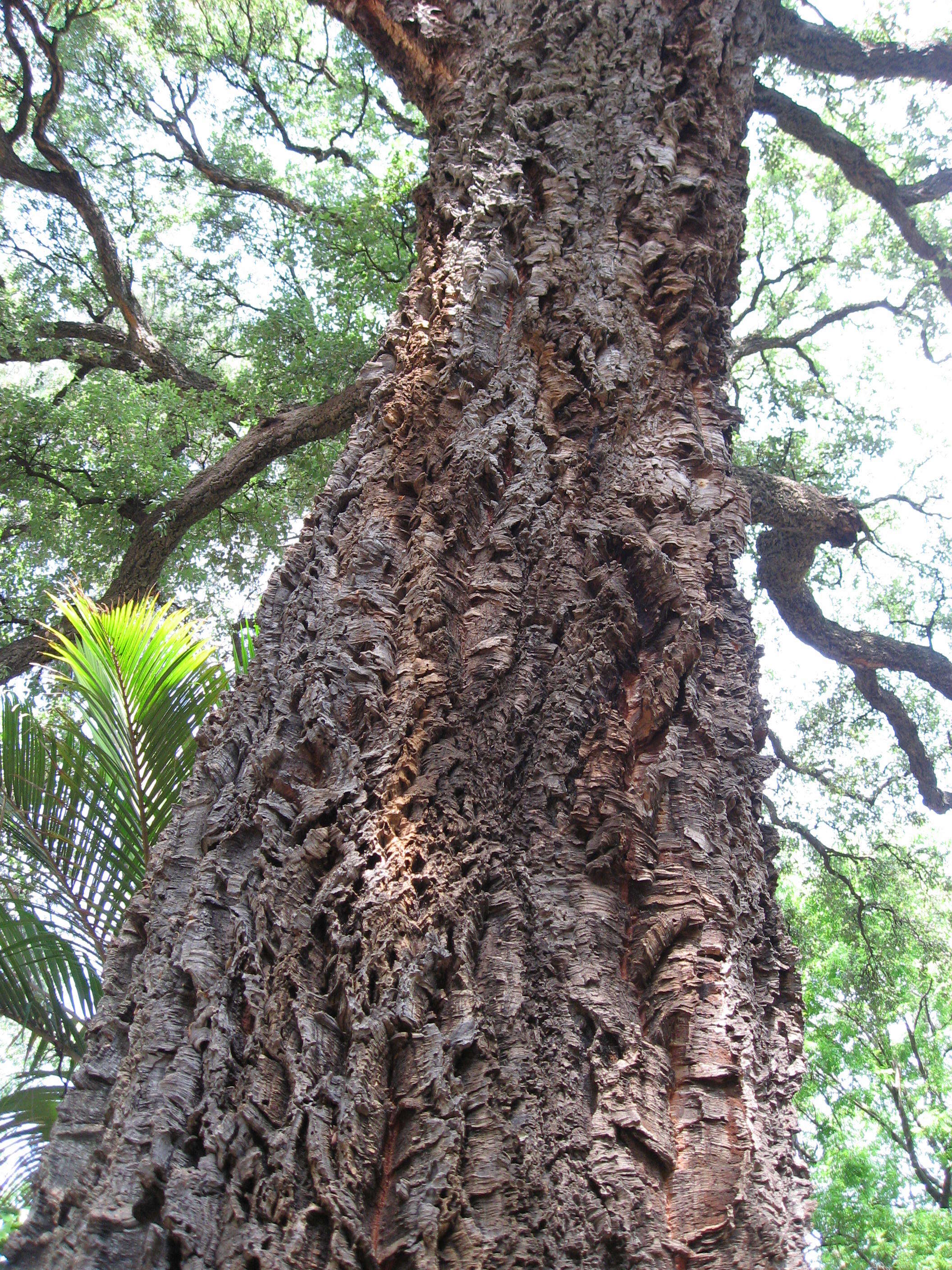 Image of Cork Oak