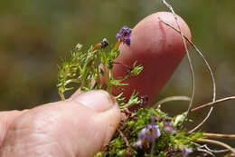 Image of Euphrasia dyeri Wettst.