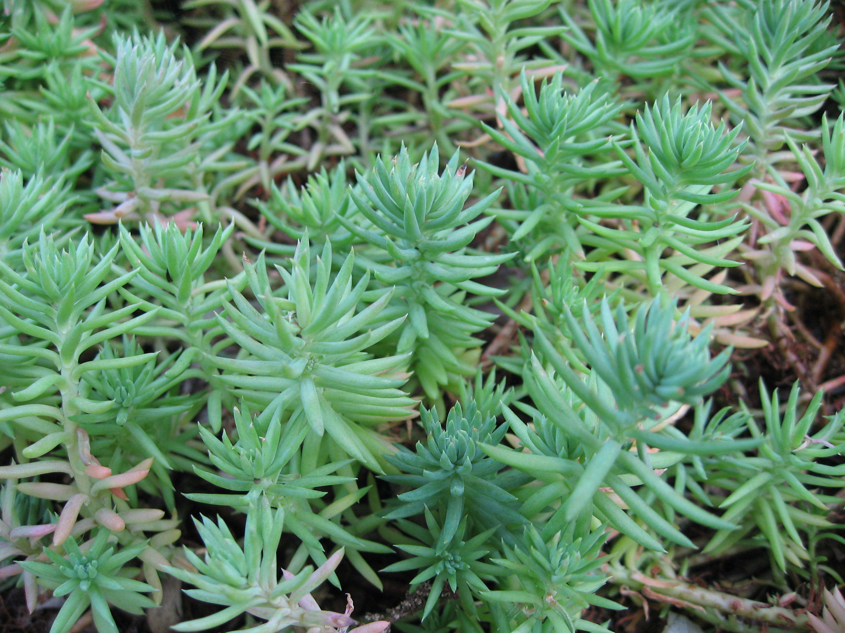 Image of Petrosedum rupestre (L.) P. Heath