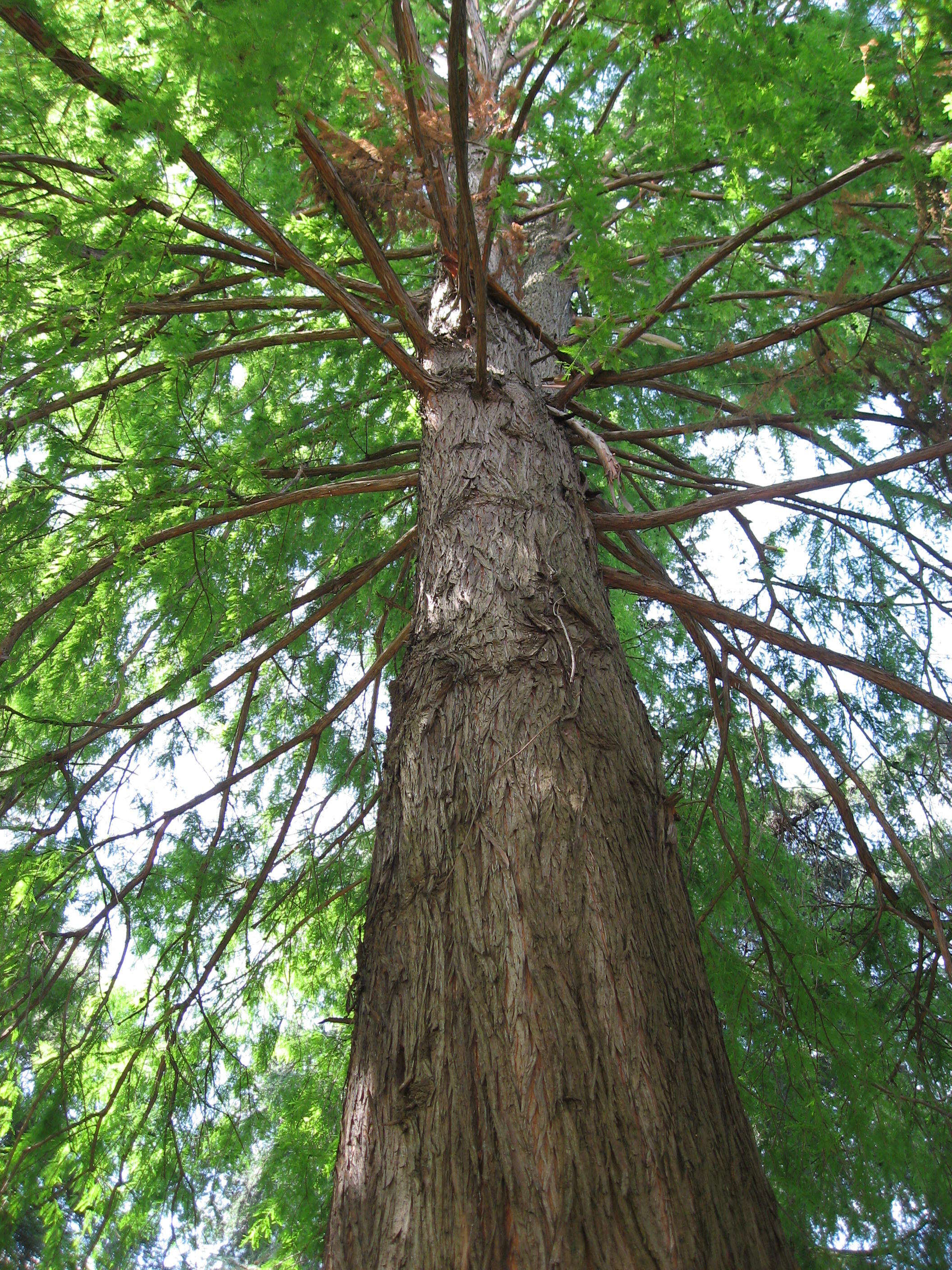 Image of Bald Cypress