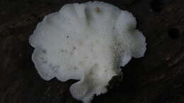 Image de Royoporus spatulatus (Jungh.) A. B. De 1996