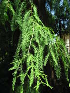 Image of Bald Cypress