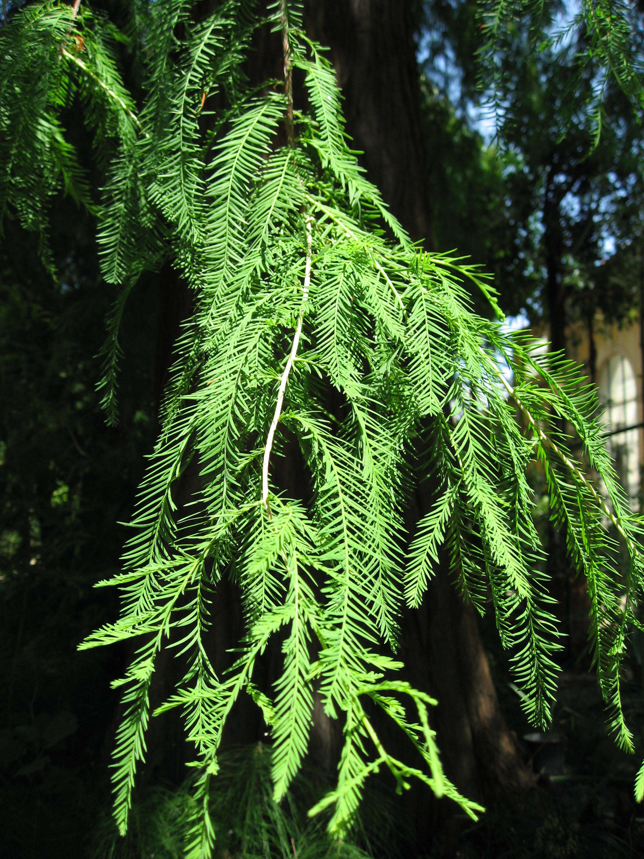 Image of Bald Cypress