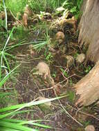 Image of Bald Cypress