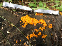 Image of Orange jelly spot