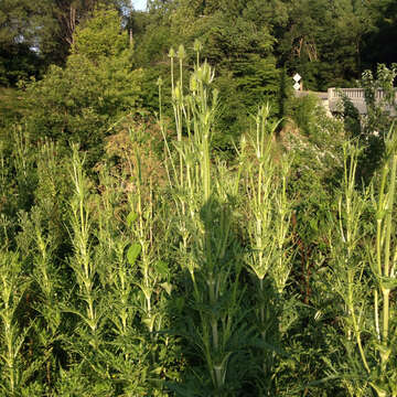 Imagem de Dipsacus laciniatus L.