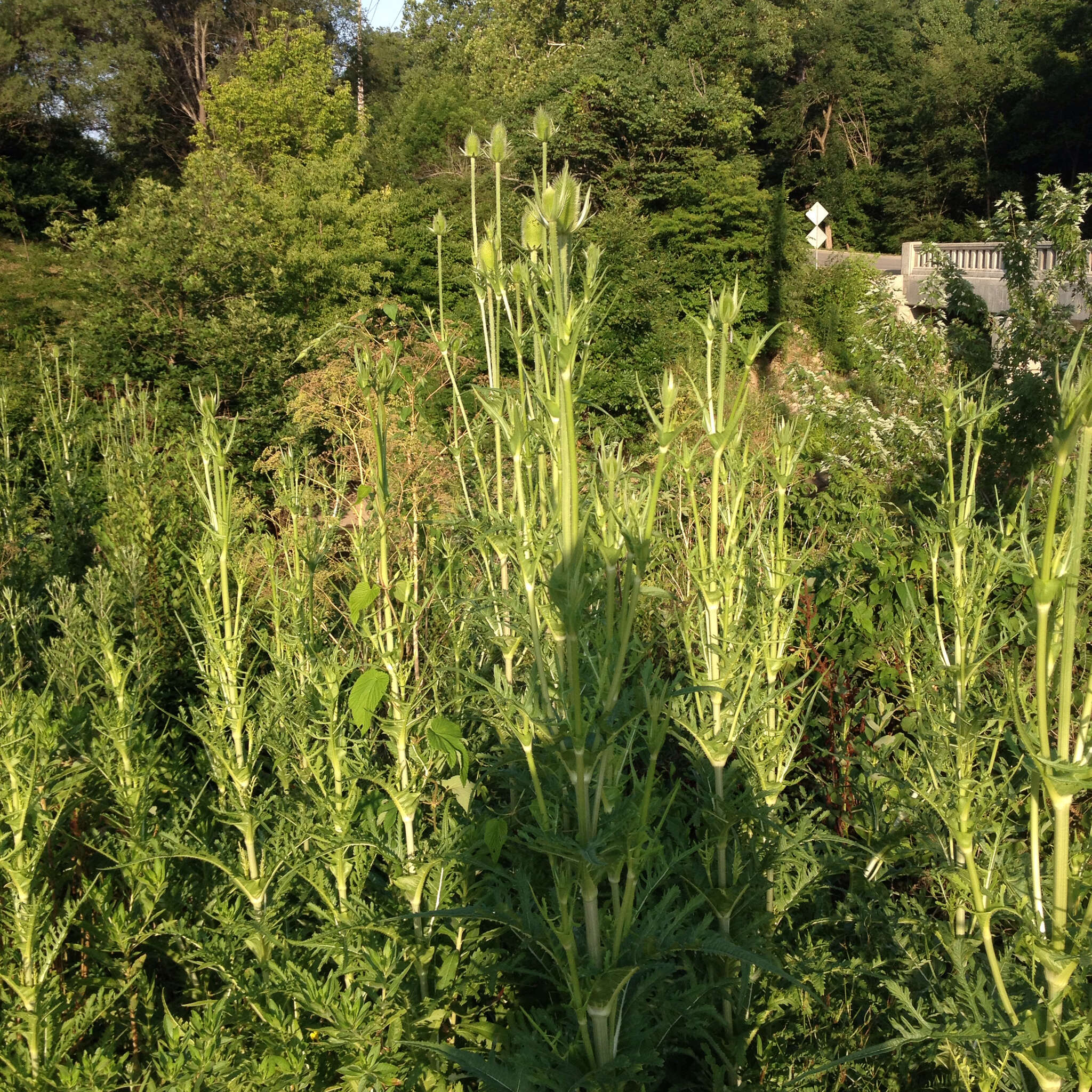 Image of cutleaf teasel