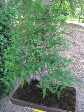 Image of Bald Cypress