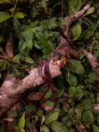 صورة Siphlophis compressus (Daudin 1803)