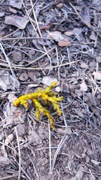 Image of pineland dwarf mistletoe