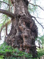 Image of Mexican Cypress