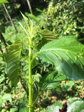 Prunus campanulata Maxim. resmi