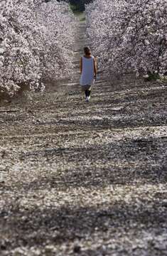 Image of flowering almond