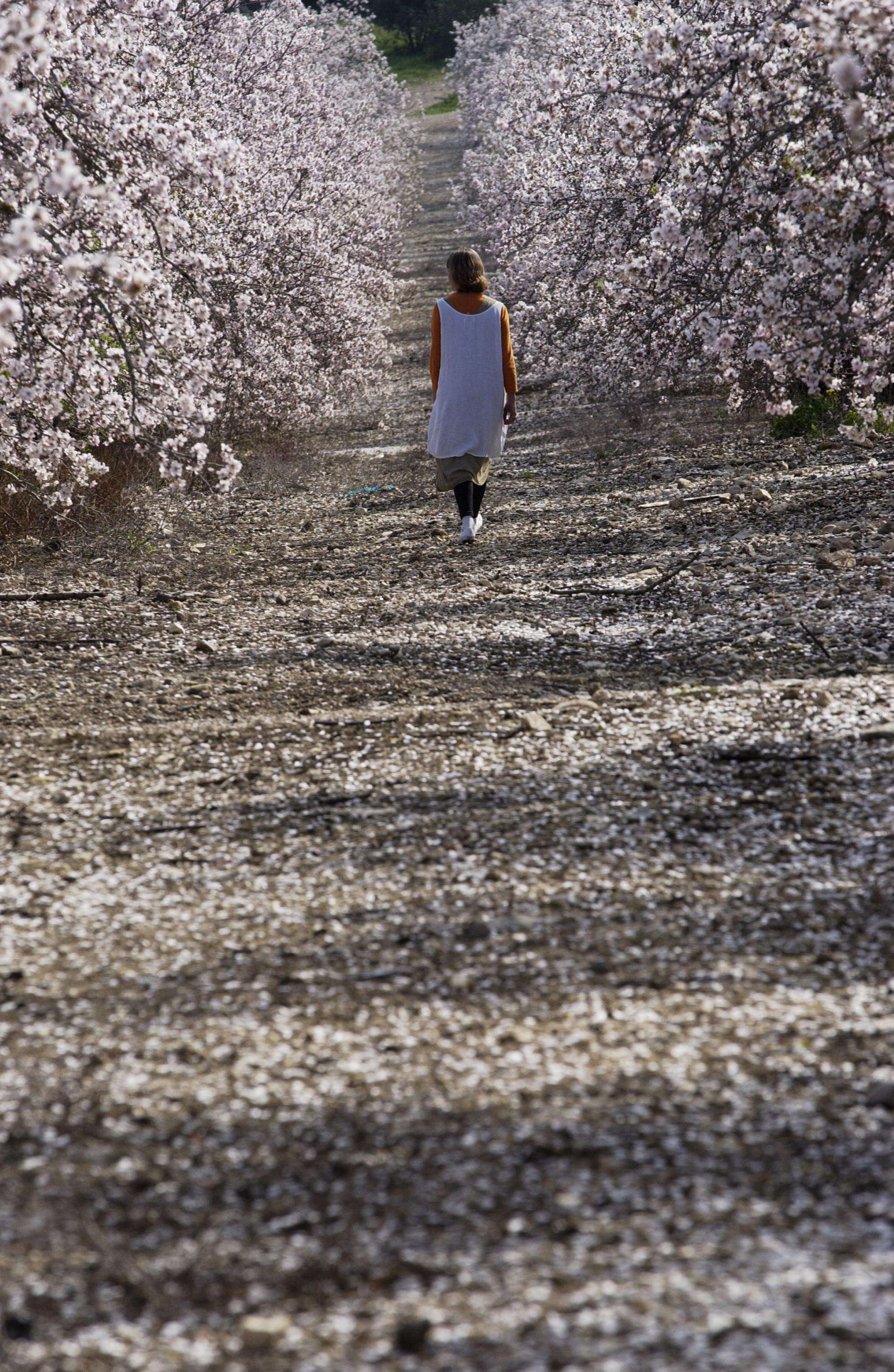 Imagem de Prunus dulcis (Mill.) D. A. Webb