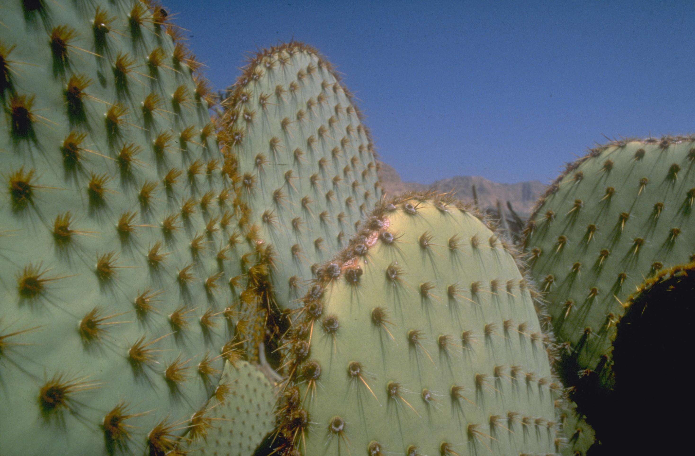 Image of chenille pricklypear